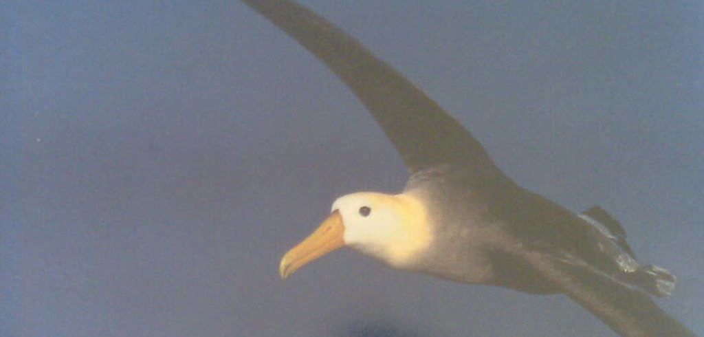Albatross – their world, their ways