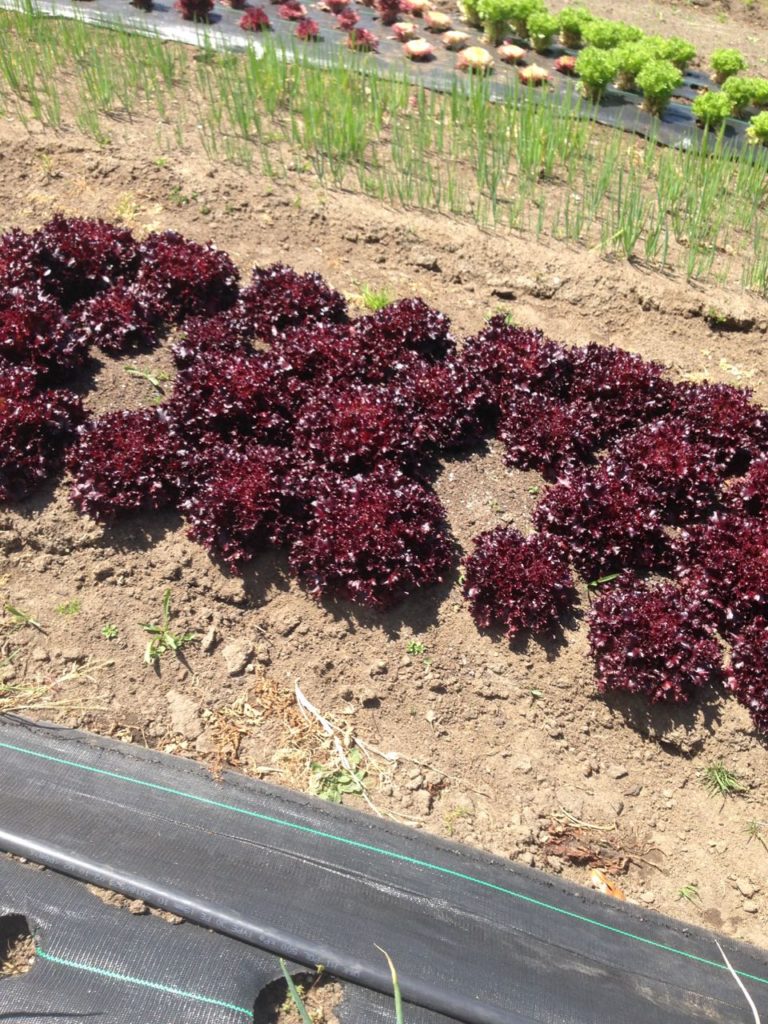 Organic green fingers: Abundant Backyard