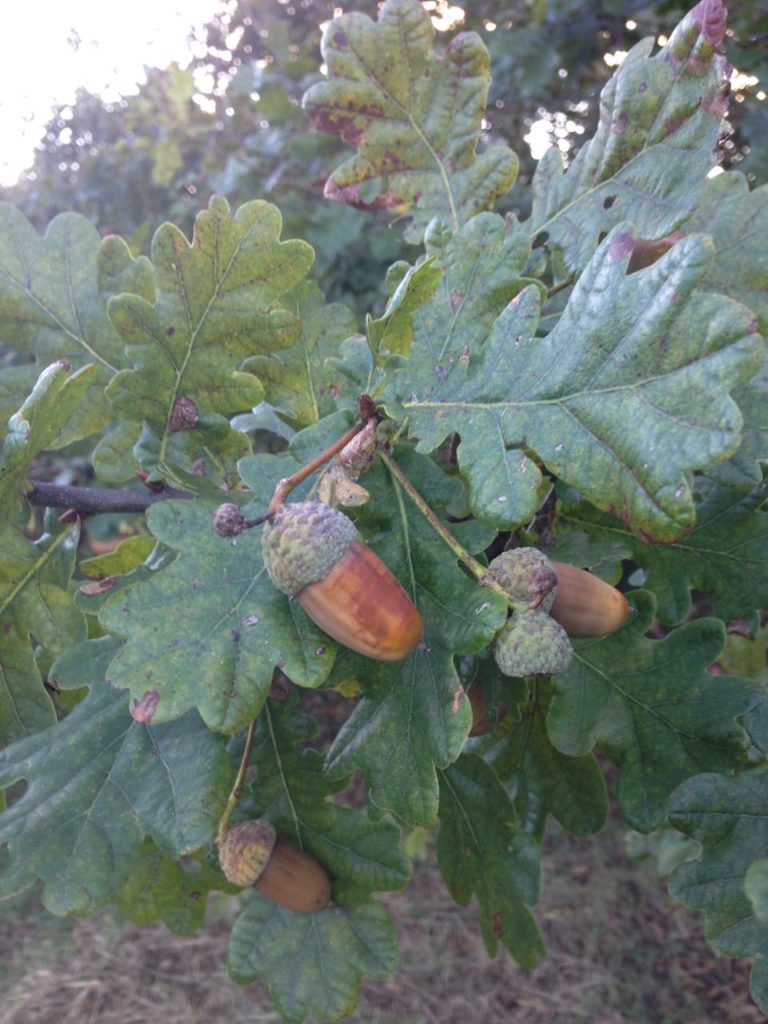 Ngahuru: autumn leaves